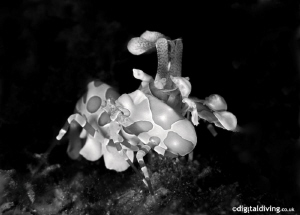 "Monoquin" Taken with D200 and 60mm lens. by David Henshaw 